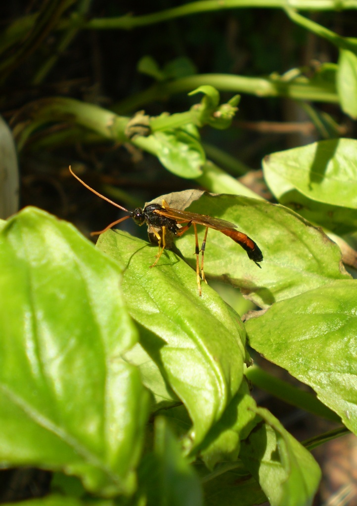 Ichneumonidae (Anomaloninae) ed exuvia (muta) di lepidottero